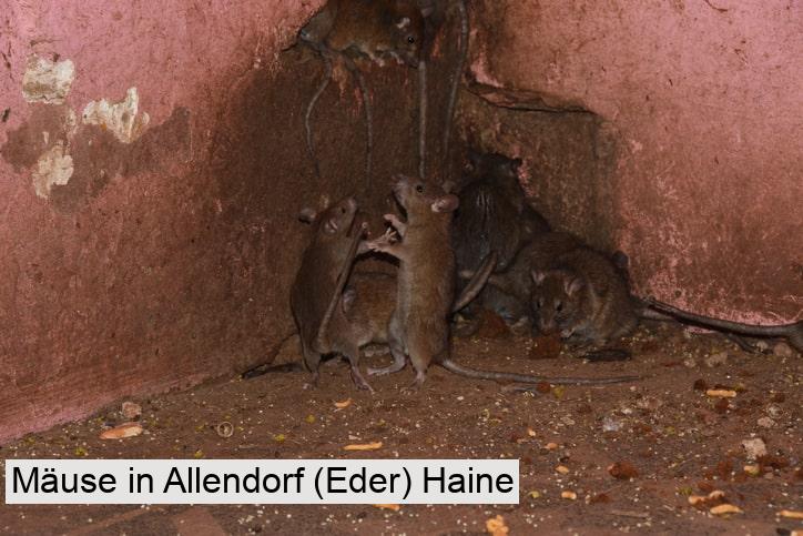 Mäuse in Allendorf (Eder) Haine